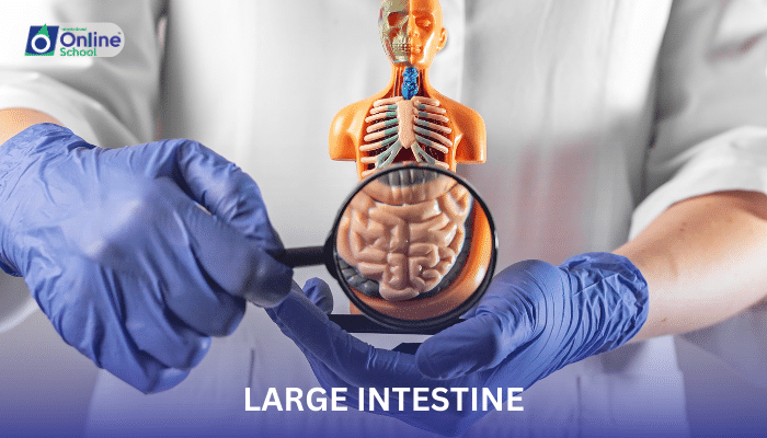 Lesson 07: Structure and Function of the Large Intestine